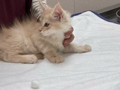 -瑞鹏宠物医院·宠保定点·心脏科·内科(御桥分院)