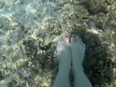 -东姑阿都拉曼海洋公园