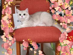 -东方名猫馆·英短金渐层布偶猫舍(环线广场1号楼店)