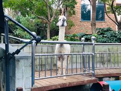 -上海崇明金茂凯悦酒店