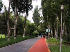 -大兴滨河森林公园