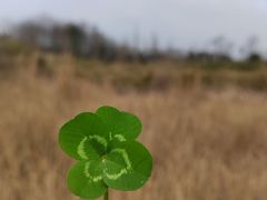 -桤木河湿地公园