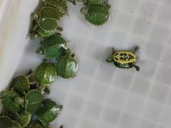 -青石桥花鸟鱼虫市场(叠翠城店)