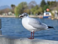 -滇铺子·云南特色菜·鲜花野菜季(福景路店)