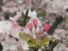 -海棠花溪(元大都城垣遗址公园)