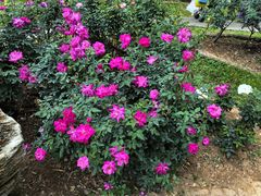 -人民公园(罗湖区)