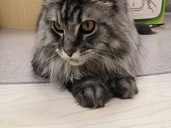 -猫和宫(六道口店)