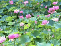 -沐仙湖湿地公园