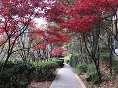 -岳麓山风景名胜区