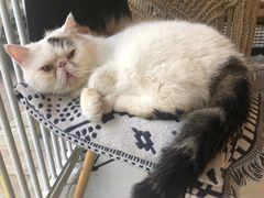 -平行世界·猫咖(首经贸店)