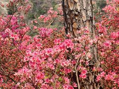 -木兰云雾山