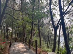 -铁山坪森林公园