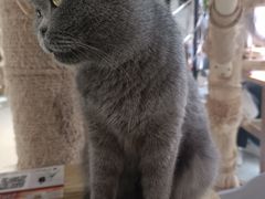 -豆逗聊愈猫阁Easy Life