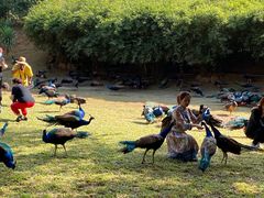 -西双版纳勐泐文化旅游区