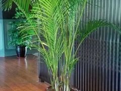-三宝大饭店-中和艺素餐厅(浦上金山正祥广场店)