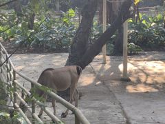 -深圳野生动物园