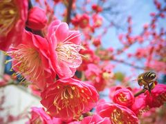 -杭州西湖柳莺里酒店
