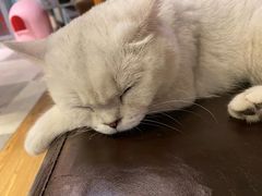 -猫小院猫主题餐厅(三里屯店)