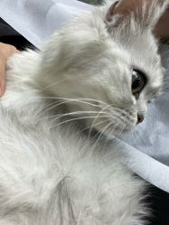 -风生造型