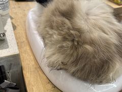 -momokira米努特·德文卷毛猫·棉花面纱犬