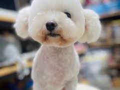 -PETKIT小佩宠物(昭化店)