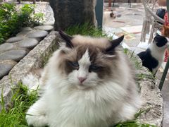 -喵屿·大理花园猫咖
