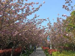 -高东镇樱花园