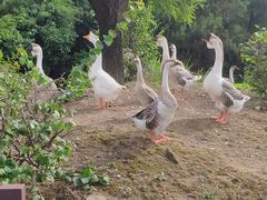 -厦门悦华酒店·绿庭主题自助餐厅