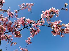 -顾村公园