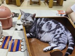 -藏猫猫咖啡主题馆(中央大道店)