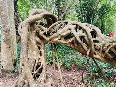 -中国科学院西双版纳热带植物园