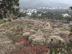 -香雪海