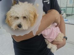 -达爱动物医院·犬猫分区·CT·复杂眼科(远洋山水分院)