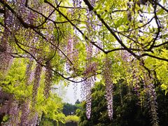 -嘉定紫藤园