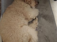 -芭比堂动物医院·心脏科·老年急重症·夜诊·吉雅分院