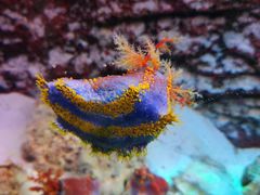 -海合安天津极地海洋公园