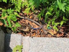 -北京凤凰岭