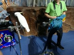 -芜湖新华联大白鲸海洋公园