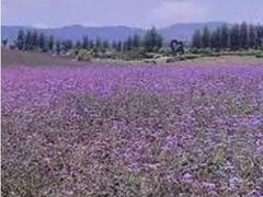 -紫颐香薰山谷景区