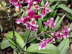 -国家植物园南园