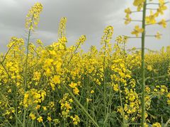 -海霸王西部食品物流园区(阳光北路)
