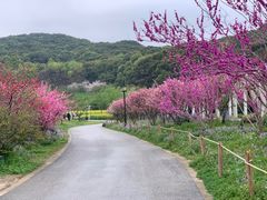 -苏州上方山国家森林公园