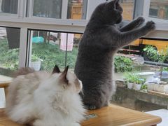 -李小姐の猫咖啡馆(五角场店)