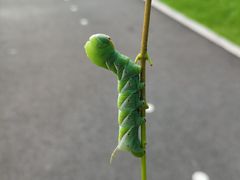-高子水居