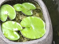 -三只耳火锅(宽窄巷子店)