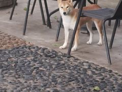 -柴犬高等学院·狗咖·柴犬售卖·宠物训练