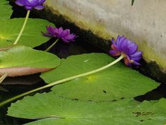 -国家植物园南园