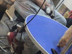 -PETKIT小佩宠物(古北店)