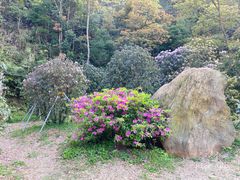 -梧桐山风景名胜区