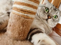 -Catmate·猫肥家润(金润铂宫店)